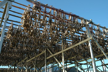 Cod drying